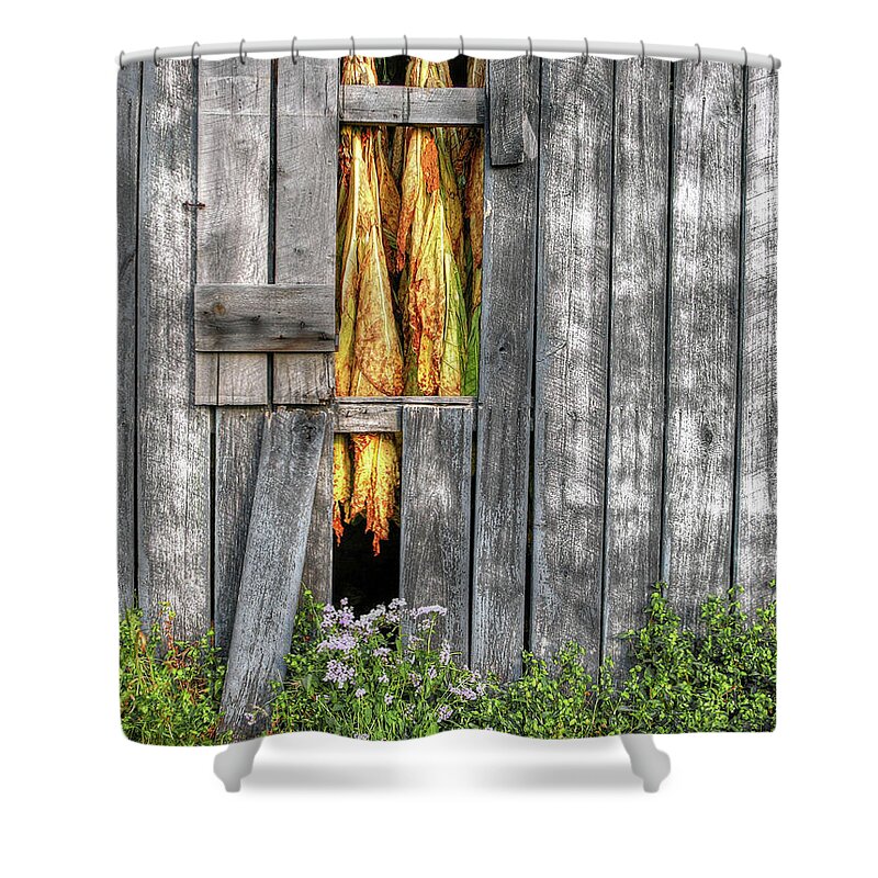 Tobacco Shower Curtain featuring the photograph Curing Time by Randall Dill