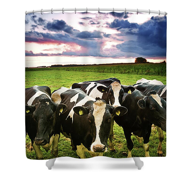 Scenics Shower Curtain featuring the photograph Curious Cows by Knape