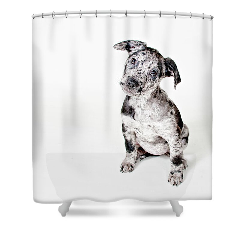 Pets Shower Curtain featuring the photograph Curious Puppy by Chad Latta