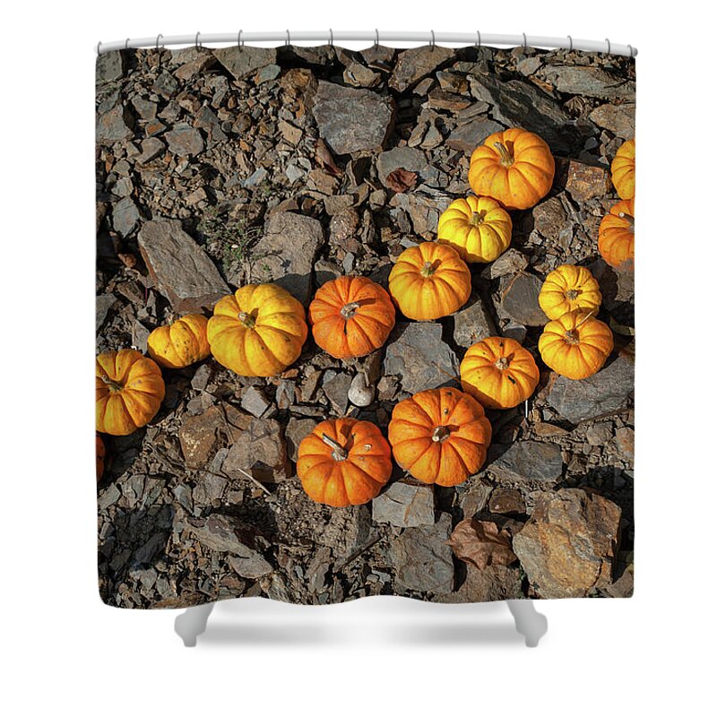 Jenny Rainbow Fine Art Photography Shower Curtain featuring the photograph Curved Line of Yellow and Orange Pumpkins Munchkin by Jenny Rainbow