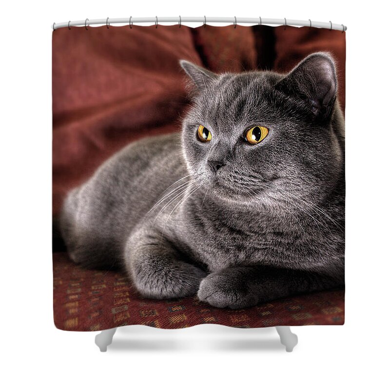 Animal Themes Shower Curtain featuring the photograph Cushy Kitty - British Blue Shorthair Cat by Nancy Branston