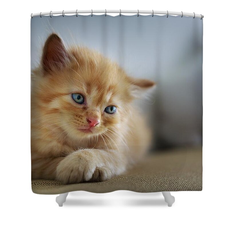 Cat Shower Curtain featuring the photograph Cute orange kitty by Top Wallpapers
