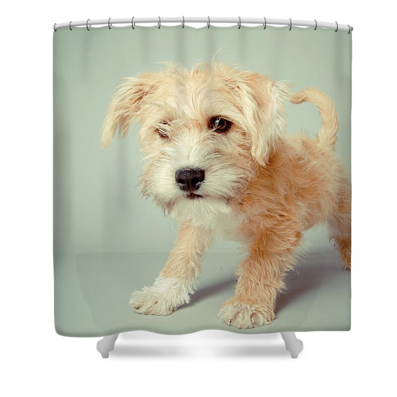 Pets Shower Curtain featuring the photograph Cute Puppy by Square Dog Photography