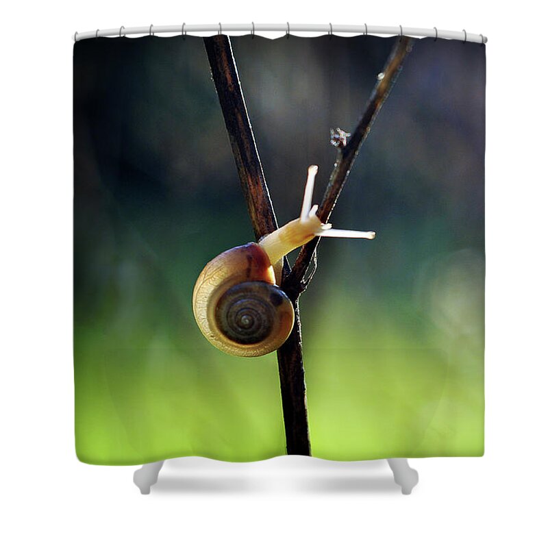Garden Shower Curtain featuring the photograph Cutie Pie by Michelle Wermuth