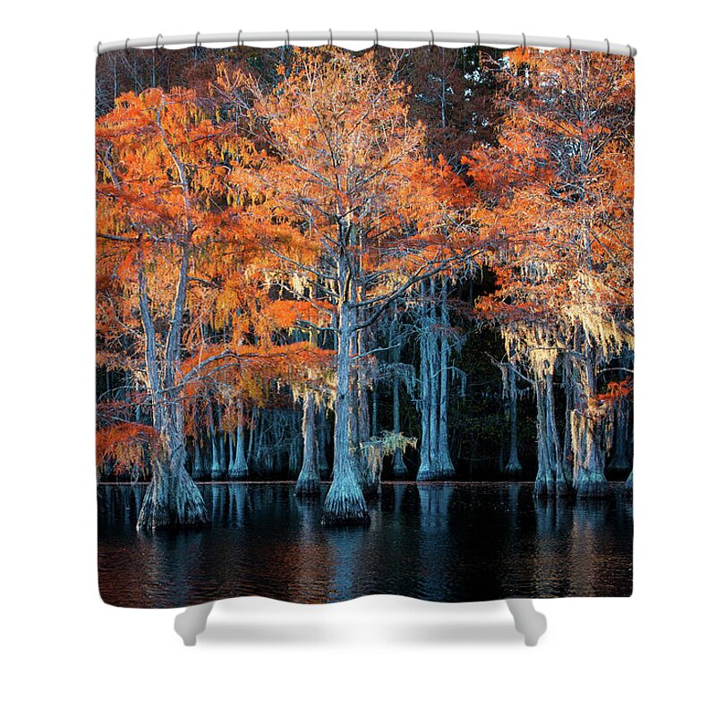 Abstract Shower Curtain featuring the photograph Cypress Forest-3 by Alex Mironyuk