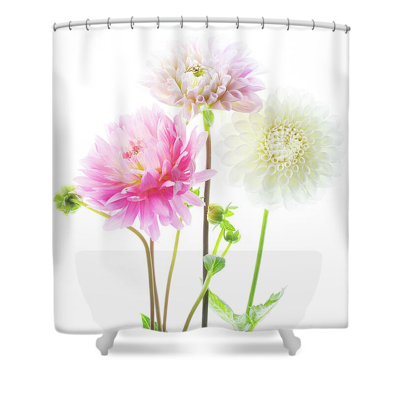 Dahlia Shower Curtain featuring the photograph Dahlia Bouquet by Rebecca Cozart
