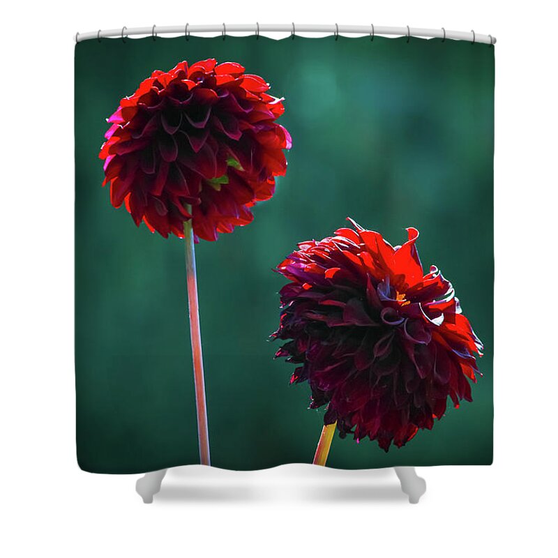Flower Shower Curtain featuring the photograph Dahlias by Anamar Pictures