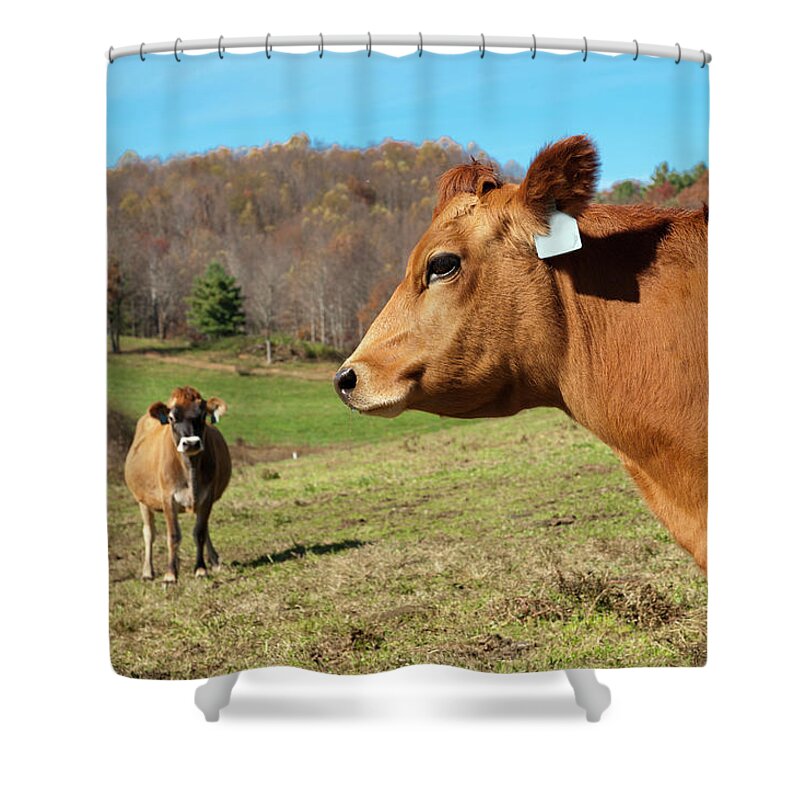 Grass Shower Curtain featuring the photograph Dairy Cows by Edwin Remsberg