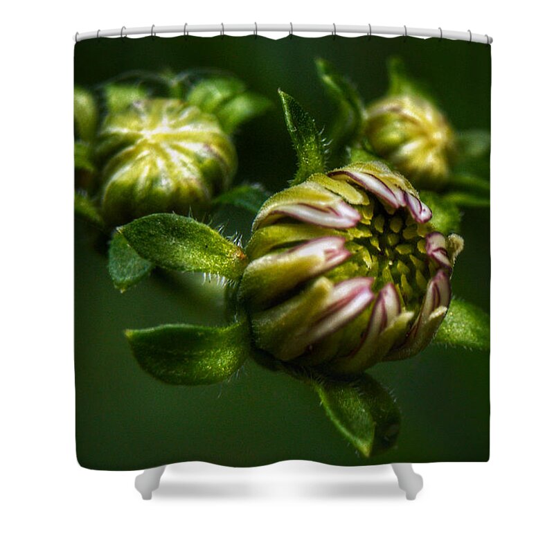 Daisy Shower Curtain featuring the photograph Daisy Buds by Brenda Wilcox aka Wildeyed n Wicked