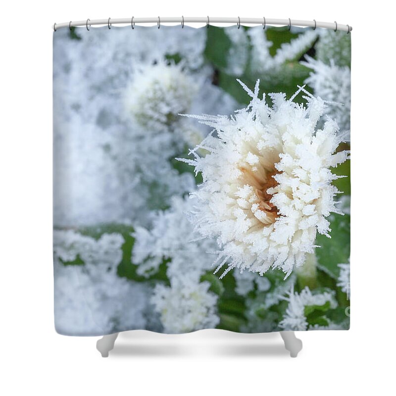 Flower Shower Curtain featuring the photograph Daisy flower covered in winter ice by Simon Bratt
