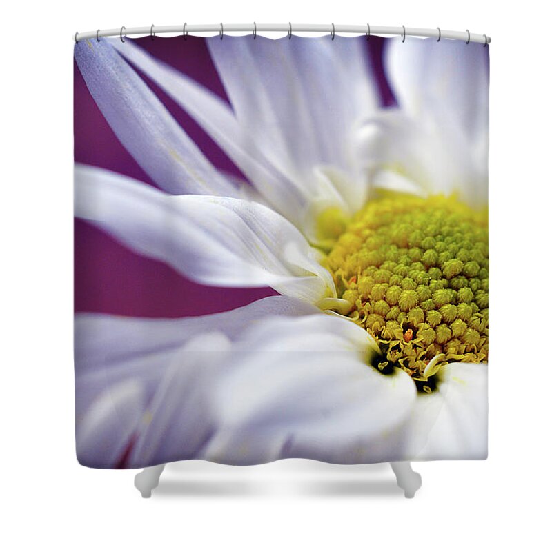 White Daisy Flower Shower Curtain featuring the photograph Daisy Mine by Michelle Wermuth