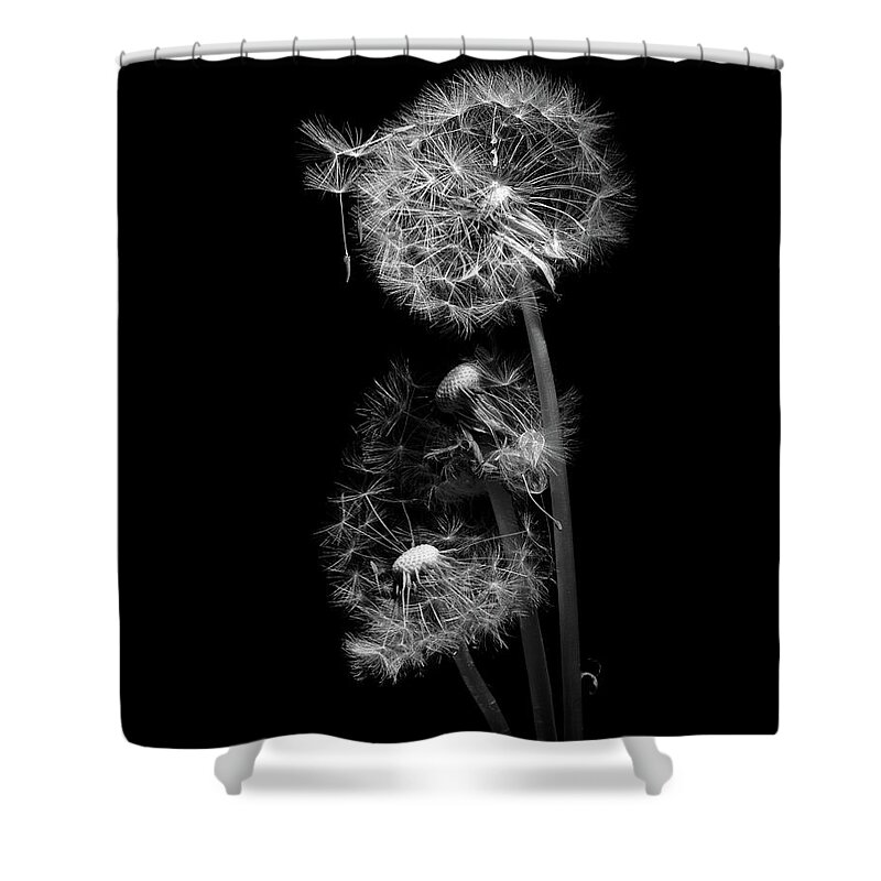 Dandelion Seedhead Shower Curtain featuring the photograph Dandelion Clocks Monochrome by Ann Garrett