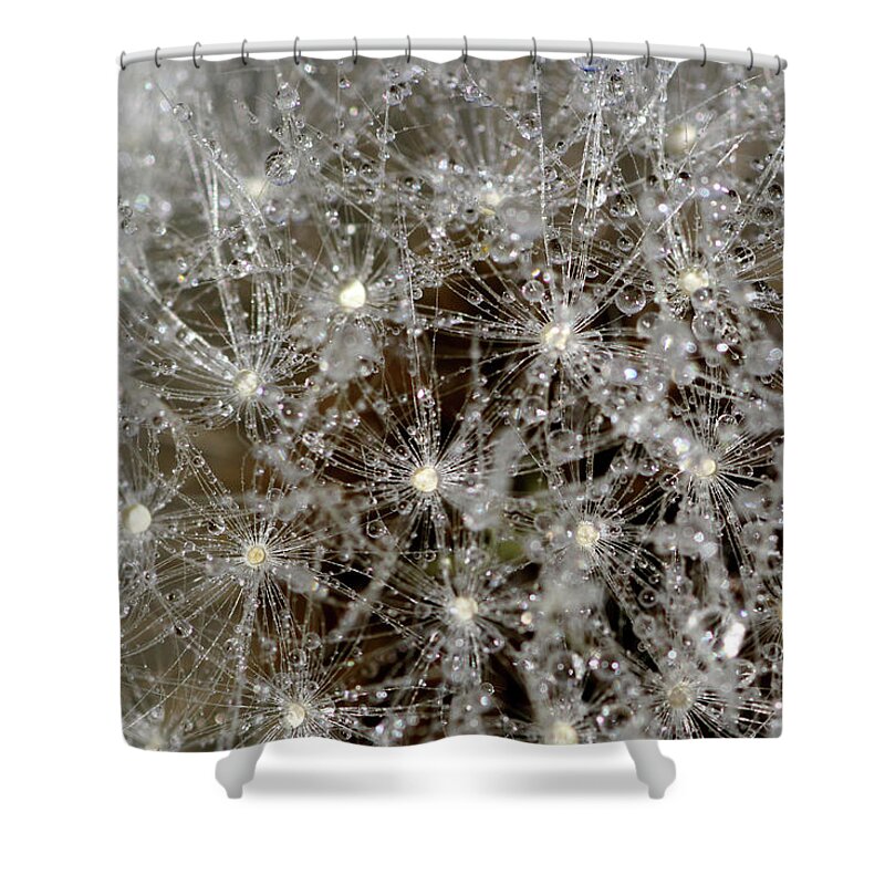 Dandelion Head Shower Curtain featuring the photograph Dandelion macro by Martin Smith