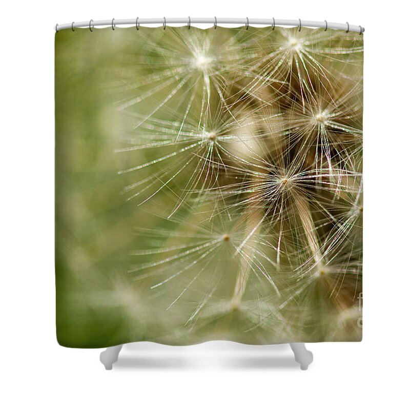 Dandelion Shower Curtain featuring the photograph Dandelion Puff Ball by JT Lewis
