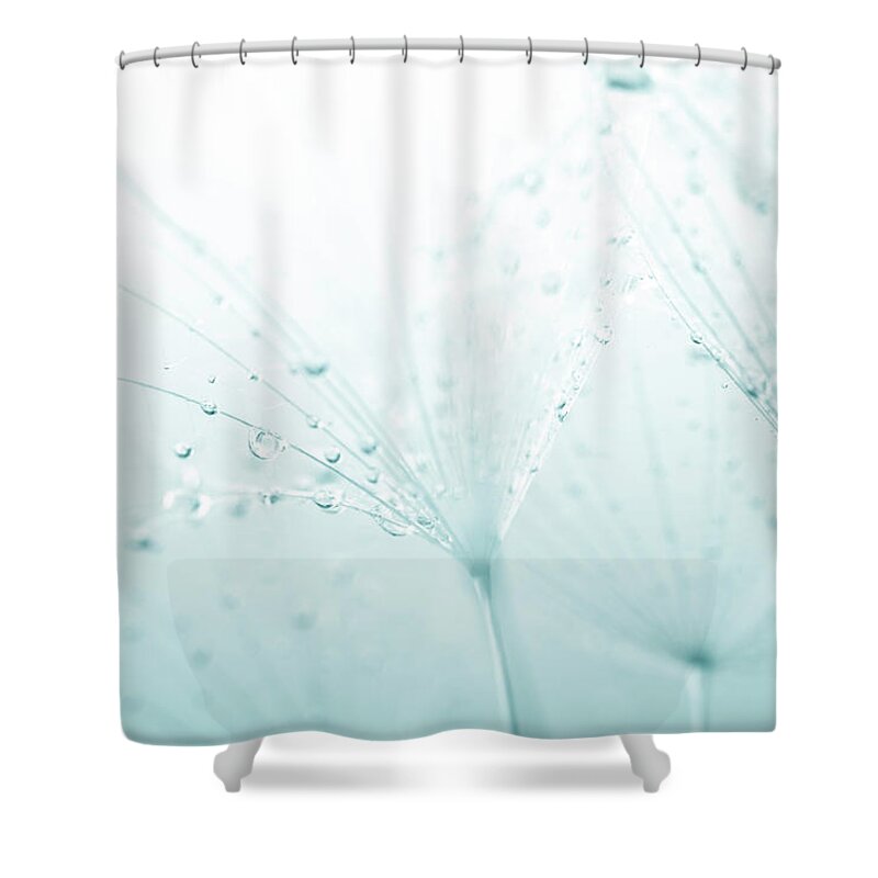 Silver Colored Shower Curtain featuring the photograph Dandelion Seed With Water Drops by Jasmina007