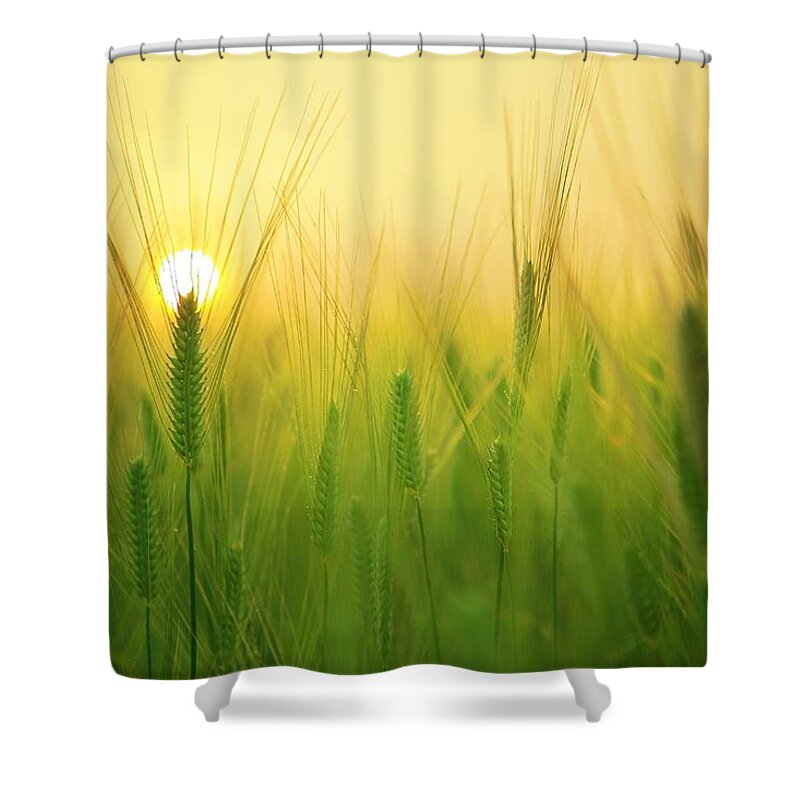 Photo Shower Curtain featuring the photograph Dawn at the wheat field by Top Wallpapers