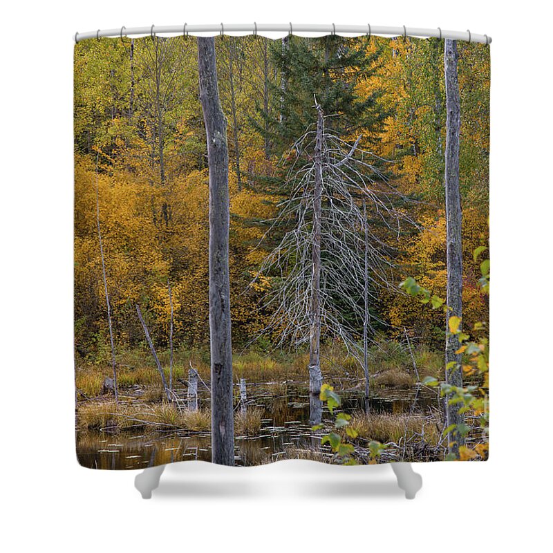 Autumn Shower Curtain featuring the photograph Dead Tree in a Pond by CJ Benson