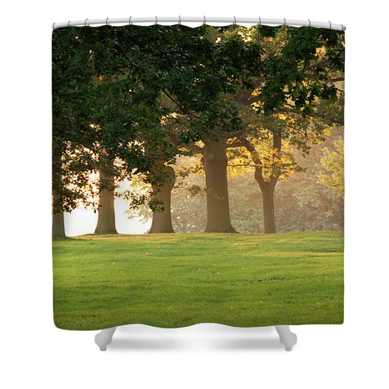 Tranquility Shower Curtain featuring the photograph Deer Amongst Oak Trees by Travelpix Ltd