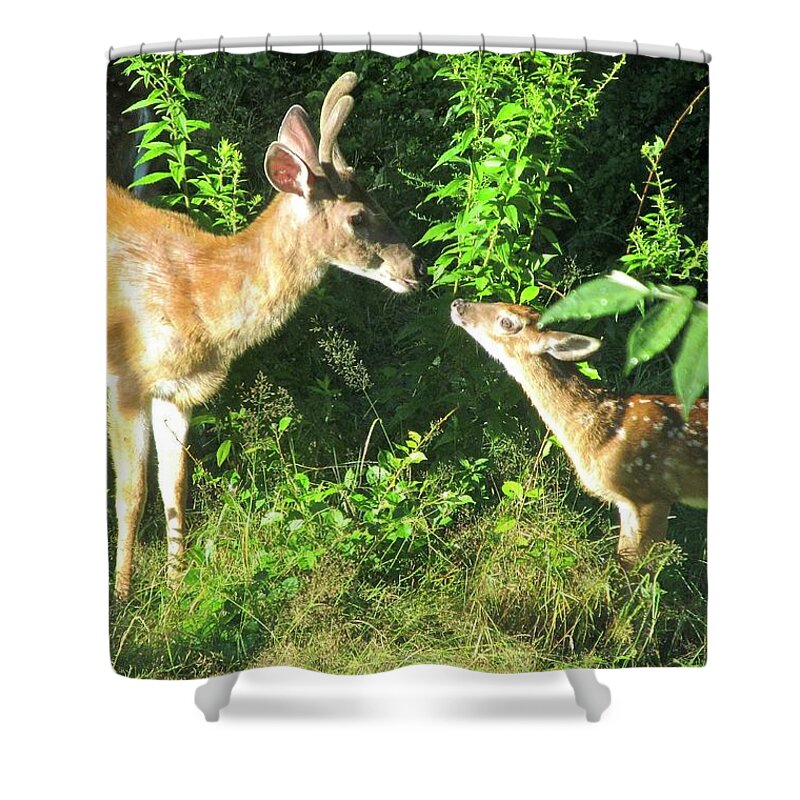 Deer Shower Curtain featuring the photograph Deer Family by Zeitlin Giffen