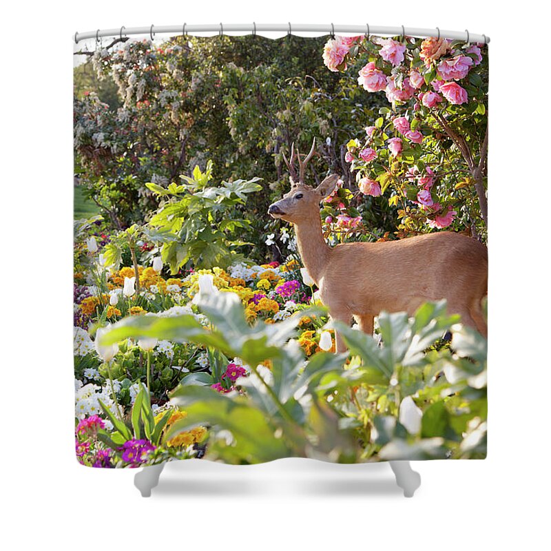 Tranquility Shower Curtain featuring the photograph Deer Standing In Flowers In The Park by Chris Tobin