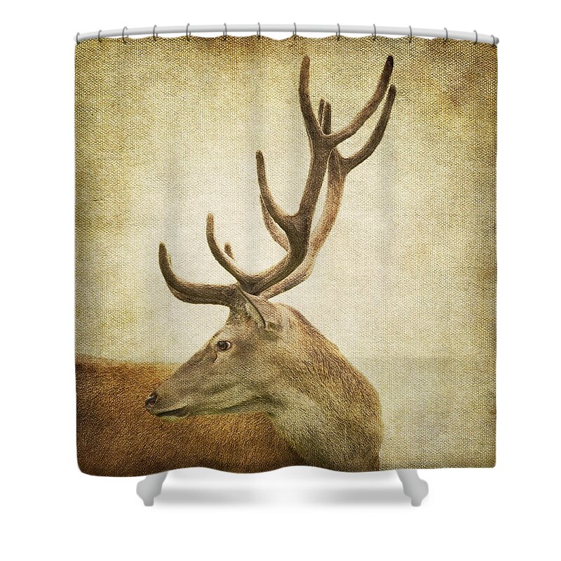 Animal Themes Shower Curtain featuring the photograph Deer Watching by By Eve Livesey