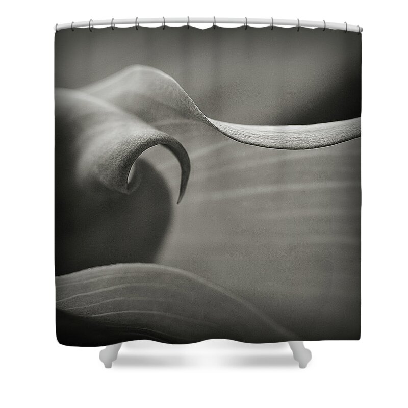 Calla Lily Shower Curtain featuring the photograph Delve Deeper by Michelle Wermuth