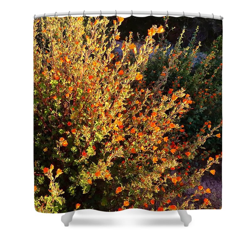 Arizona Shower Curtain featuring the photograph Desert Globemallows by the Wash by Judy Kennedy