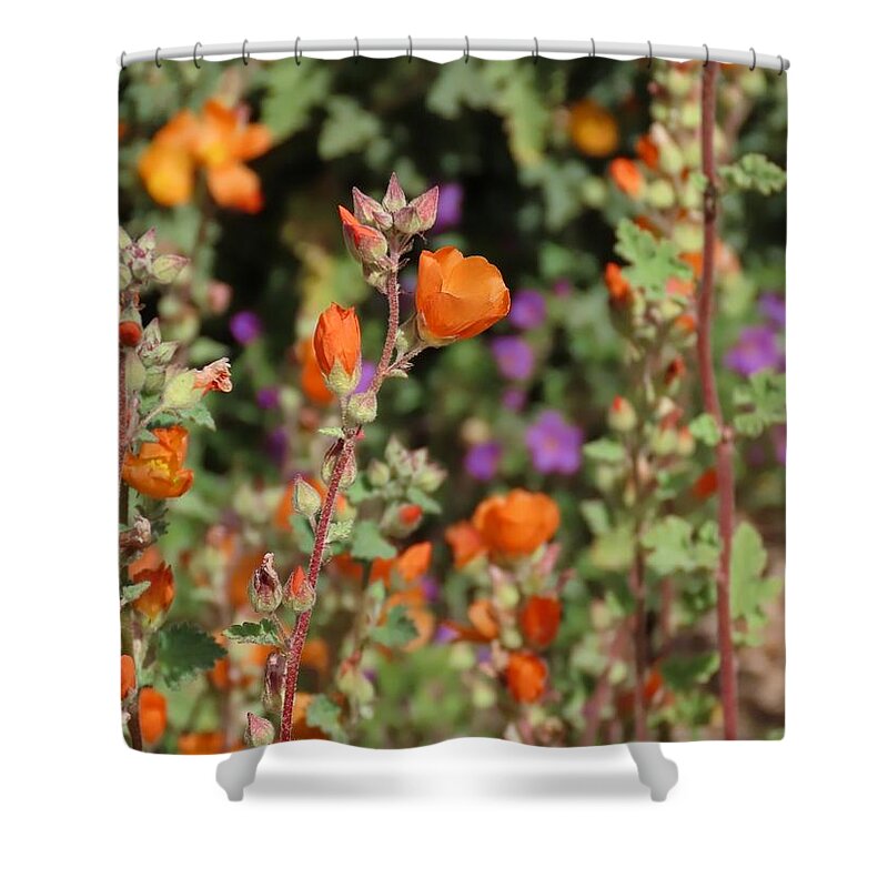 Arizona Shower Curtain featuring the photograph Desert Wildflowers by Judy Kennedy