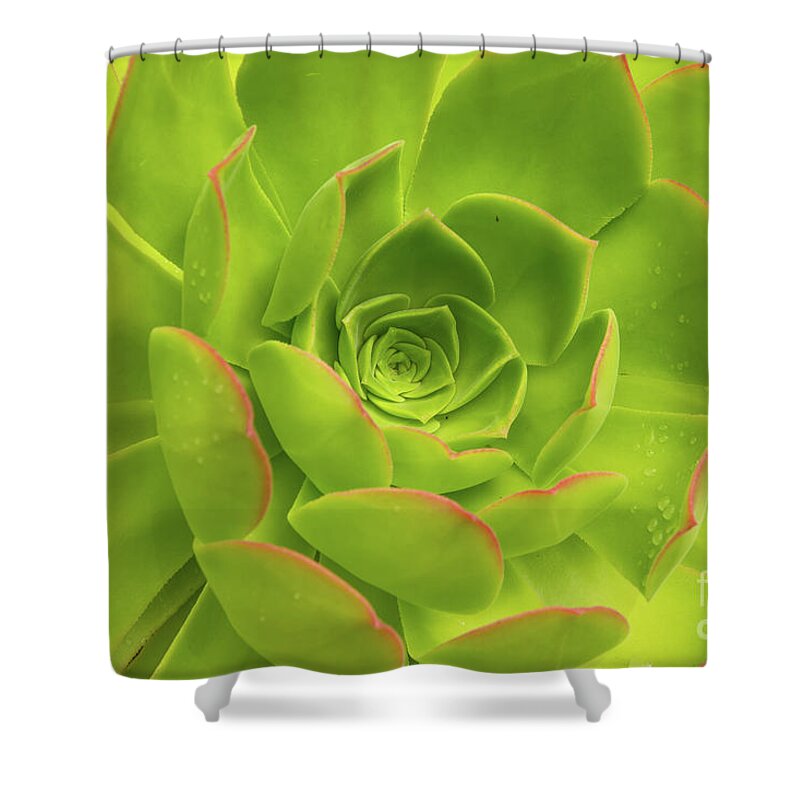 Aloe Shower Curtain featuring the photograph Detail Of A Fresh Green Succulent Plant With Pure Raindrops On Its Colorful Leaves by Andreas Berthold