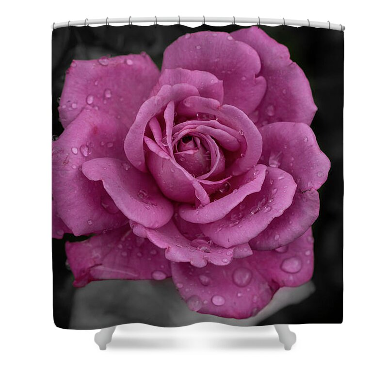 Pink Shower Curtain featuring the photograph Dew Drop Petals by Arthur Oleary