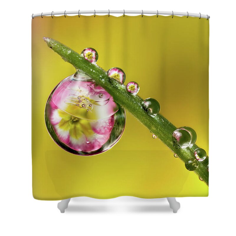 Primula Shower Curtain featuring the photograph Dewdrop Primula by Phil Corley  Goldenorfephotography
