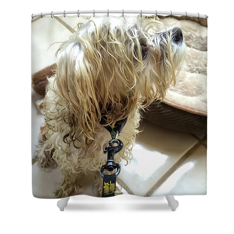 Dog Shower Curtain featuring the photograph Dirty Dog by Lois Bryan