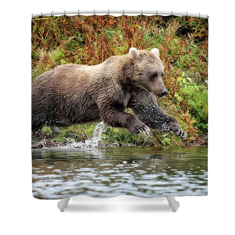 Brown Bear Shower Curtain featuring the photograph Diving Bear by Coby Cooper