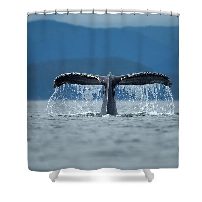 Tongass National Forest Shower Curtains