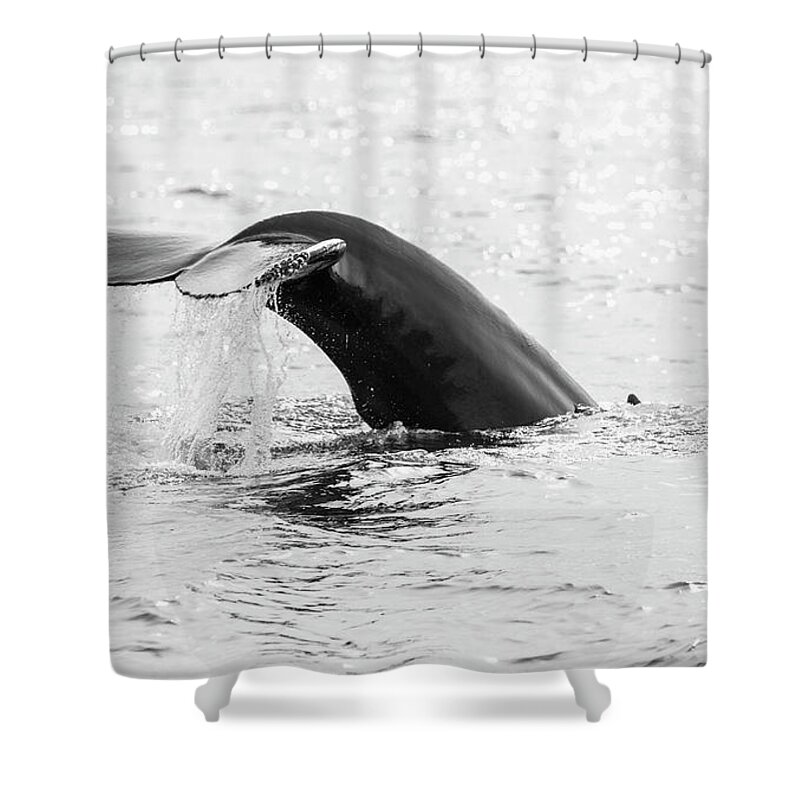 Diving Into Water Shower Curtain featuring the photograph Diving Humpback Whale by Ian Gethings
