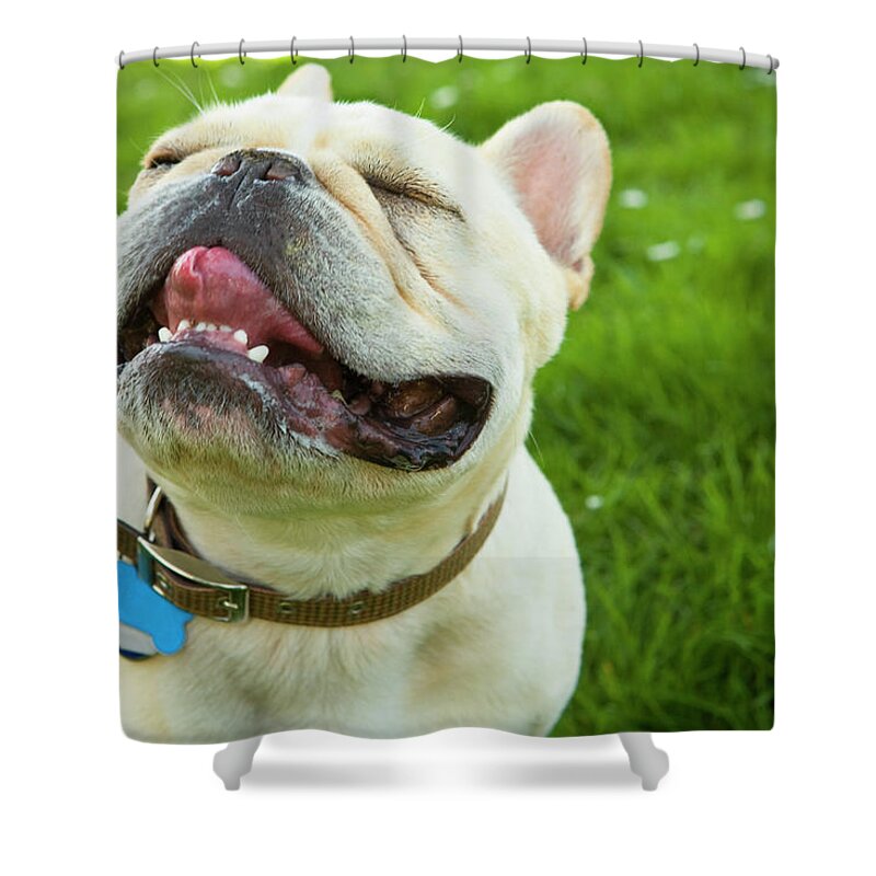 Pets Shower Curtain featuring the photograph Dog Head Shot by Frank Gaglione