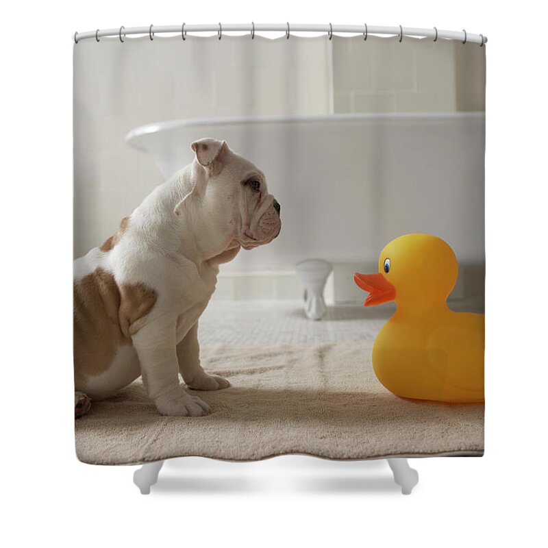 Humor Shower Curtain featuring the photograph Dog On Mat Looking At Plastic Duck by Chris Amaral