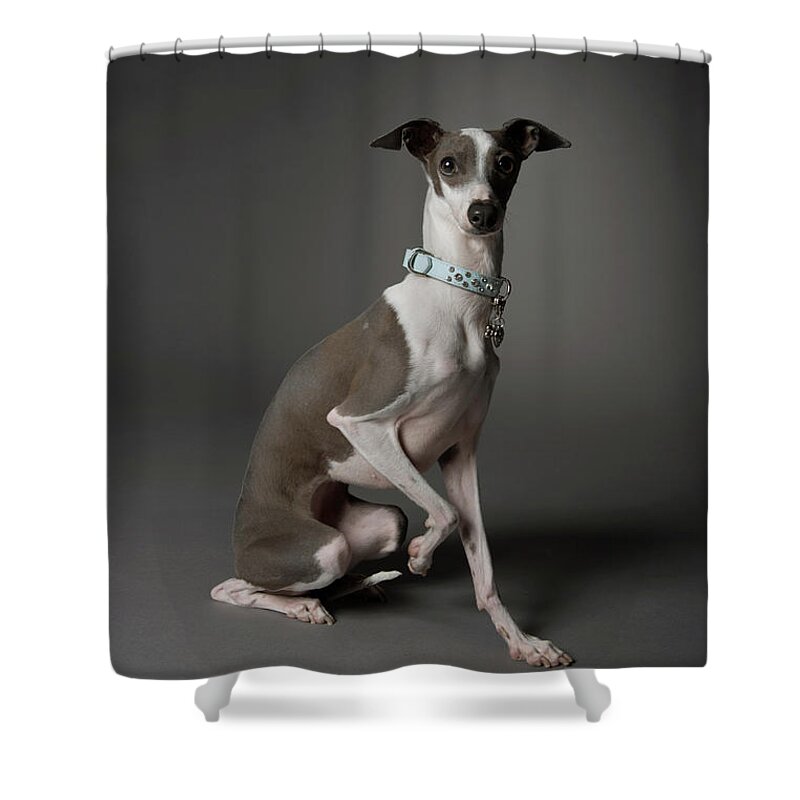 Pets Shower Curtain featuring the photograph Dog Sitting With One Leg Up by Chris Amaral