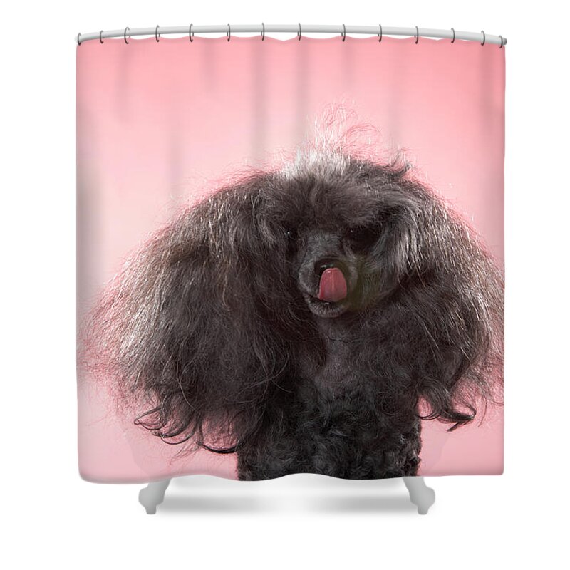 Pets Shower Curtain featuring the photograph Dog With Hair In Front Of Face And by Chris Amaral