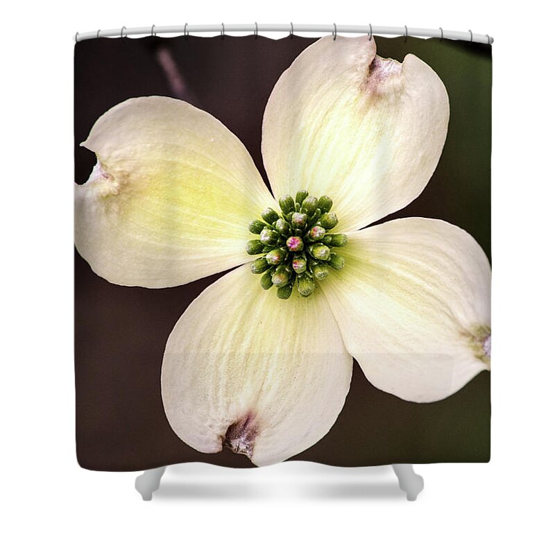 Flower Shower Curtain featuring the photograph Dogwood by Don Johnson