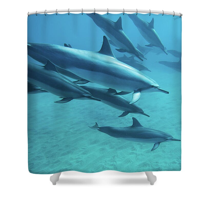 Underwater Shower Curtain featuring the photograph Dolphins by M.m. Sweet