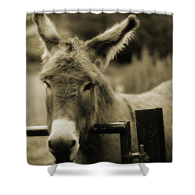 Working Animal Shower Curtain featuring the photograph Donkey by Dyker the horse 1976