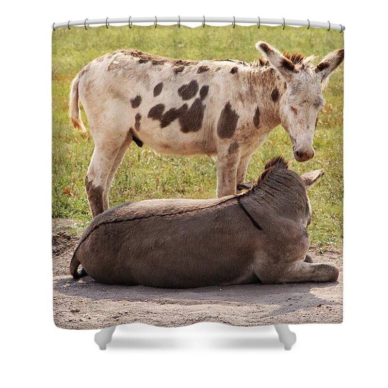 Donkey At Custer Shower Curtain featuring the photograph Donkeys at Custer State Park by Susan Jensen