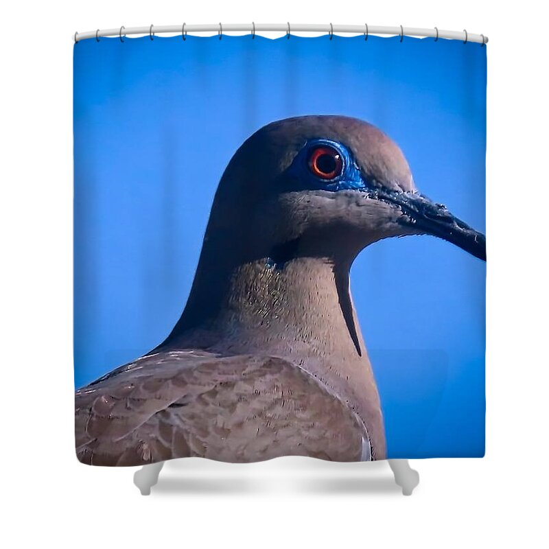 Arizona Shower Curtain featuring the photograph Don't It Make My Brown Eyes Blue by Judy Kennedy