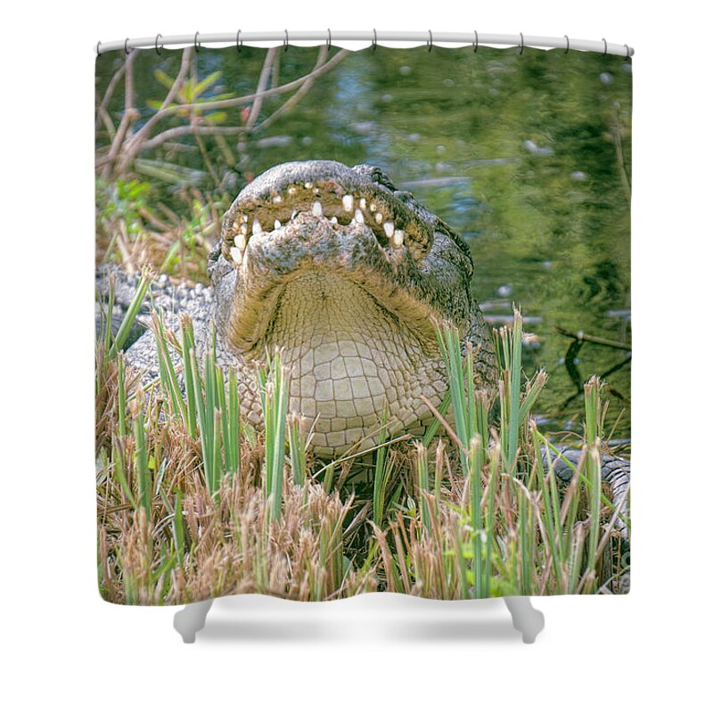 Alligators Shower Curtain featuring the photograph Dont Mess With Me by Judy Kay