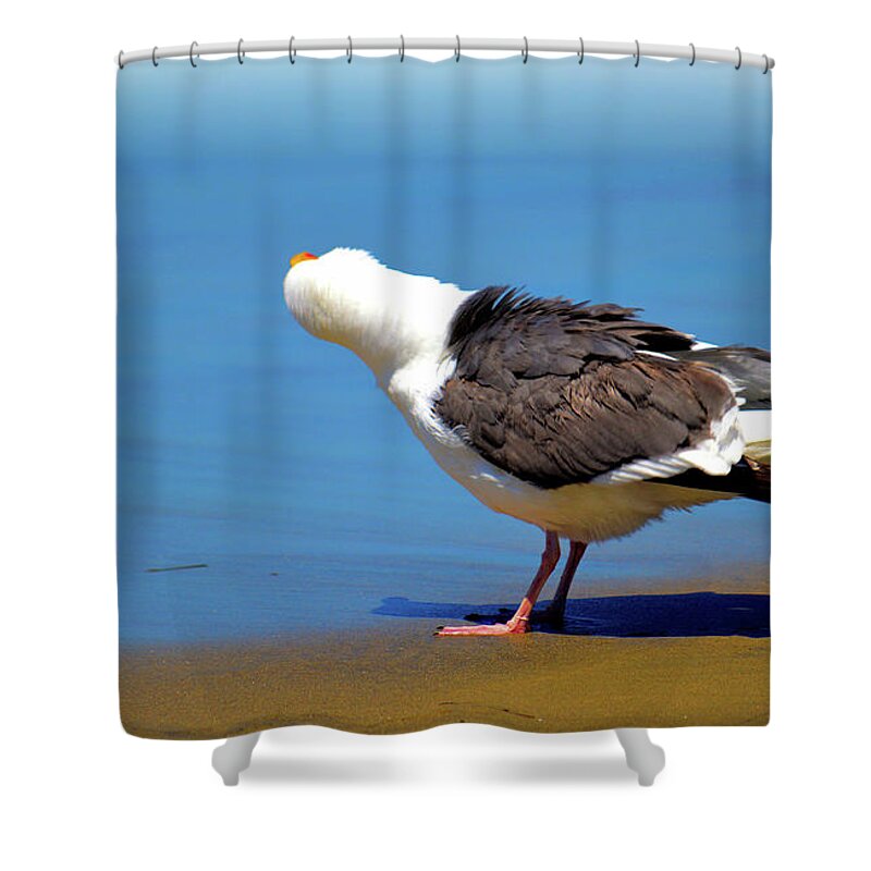 Seagull Shower Curtain featuring the photograph Don't Take My Picture by Debra Kewley