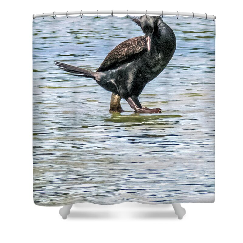 Double-crested Shower Curtain featuring the photograph Double-crested Cormorant by Kate Brown