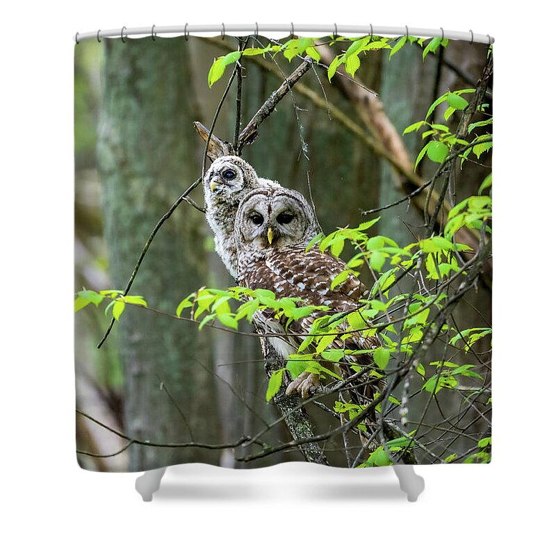 Barred Shower Curtain featuring the photograph Double the Hoot by James Overesch