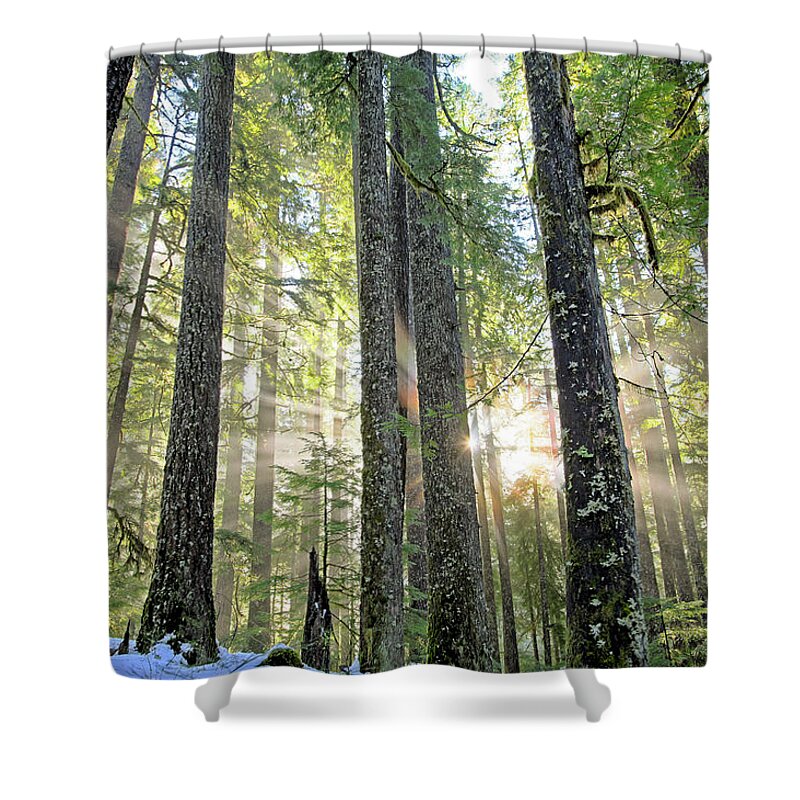 Tranquility Shower Curtain featuring the photograph Douglas Fir Tree Trunks Backlit By Sun by Joshua Mccullough, Phytophoto