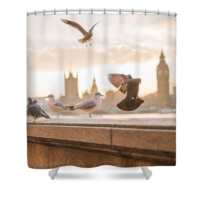 Cute Shower Curtain featuring the photograph Doves and seagulls over the Thames in London by Top Wallpapers